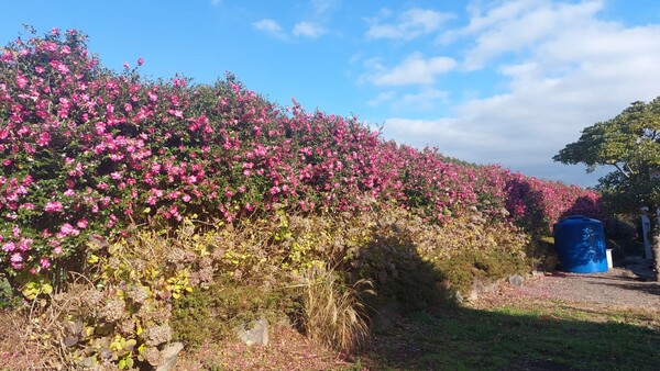 1주일 뒤 12월 12일 카아오라리조트 안쪽에서 찍은 동백 울타리. 위부터 겨울꽃 동백, 여름꽃 수국, 봄꽃 연산홍으로 이뤄진 3단 생울타리에 꽃이 필 때는 더없이 아름답지만 토종이 아닌 동백은 질 때 지저분하다. © 이봉수