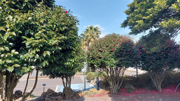 1월 21일 찍은 키아오라리조트의 토종 동백(맨 왼쪽)과 일본산 애기동백(오른쪽 두 그루). 애기동백은 꽃잎이 거의 다 떨어져 바닥에 쌓였는데 토종은 한 송이가 피기 시작했다. © 이봉수