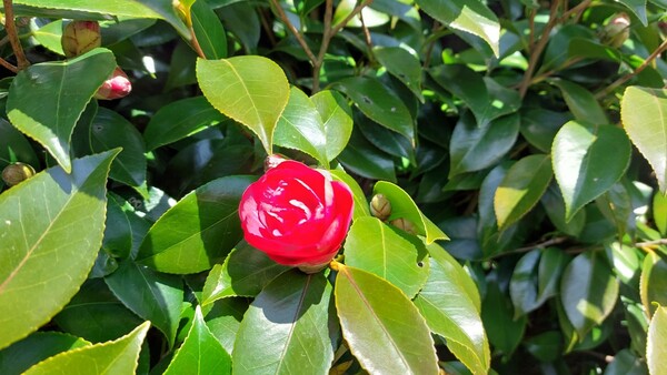 1월 21일 근접촬영한 첫 토종 동백꽃. 토종 동백은 한꺼번에 피고지는 일본산 애기동백만큼 요란하지는 않지만 저마다의 자태는 훨씬 더 곱다. © 이봉수