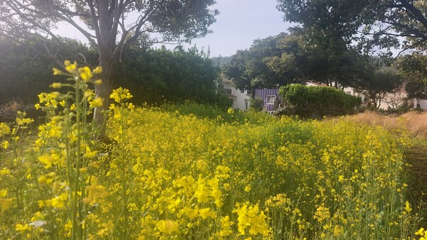 한미리스쿨을 지을 땅에 유채꽃을 심어 유채나물도 채취하고 꽃도 즐기지만, 아름다운 제주 땅 곳곳에는 4.3의 한이 서려 있다. © 이봉수