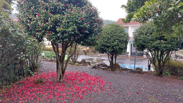 3월 26일 비바람에 키아오라리조트의 토종 동백이 통꽃으로 툭툭 떨어지며 꽃방석을 만들었다. © 이봉수