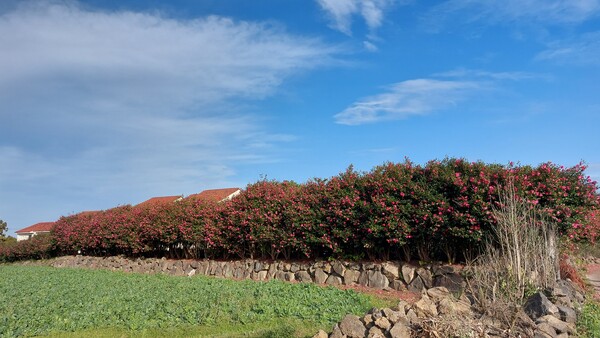 ​지난해 12월 5일 제주도 성산읍 키아오라리조트 뒤에서 찍은 동백 울타리. © 이봉수​