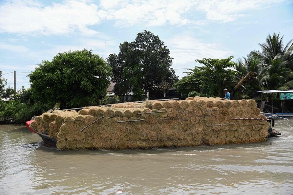 2월 28일 베트남 칸토 평야에서 농민들이 수확 뒤 거두어들인 볏짚들을 강을 이용해 옮기고 있다. 2023.02.28. AFP 연합뉴스