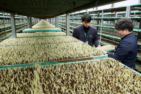 양곡법 개정안 국회 가결이 하루 지난 24일 전남 나주시 노안농협 육묘장에서 직원들이 모판에서 발화한 볏모를 살펴보고 있다.국회 본회의를 통과한 양곡관리법 개정안은 쌀 수요 대비 초과 생산량이 3~5%이거나 쌀값이 전년 대비 5~8% 하락할 때 정부가 초과 생산량을 전량 매입하는 내용이 골자다. 2023.3.24. 연합뉴스