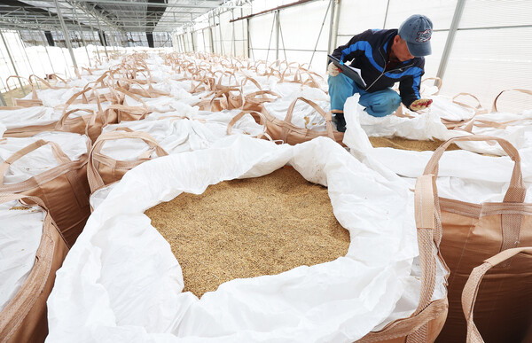 과잉 생산된 쌀의 정부 매입을 의무화하는 양곡관리법 개정안이 국회 본회의에 상정, 표결 절차를 밟을 예정인 23일 경기도 화성시 비봉면 수라청연합농협 미곡종합처리장(RPC)에서 관계자가 지난해 수매한 벼를 살펴보고 있다. 2023.3.23. 연합뉴스
