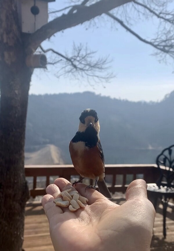 호기심 가득한 곤줄박이.