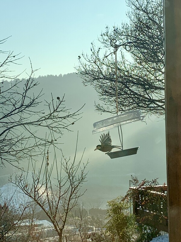 땅콩 물고 날아가는 곤줄박이.