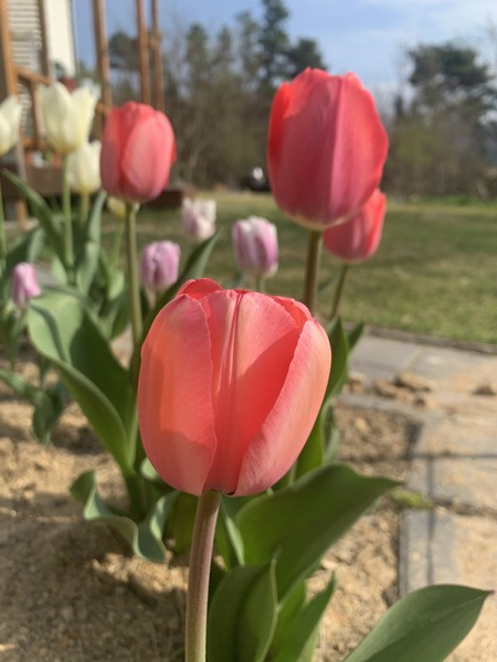 새봄의 튤립.