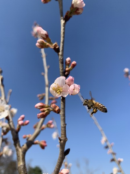 홍벚꽃에 날아든 꿀벌.