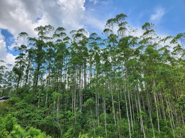 인도네시아 정부가 열대우림 지역인 칼리만탄섬 동부에 신수도 '누산타라'를 건설하고 있다. 사진은 지난 18일 신수도 부지 인근 숲의 모습. 2023.3.20 연합뉴스