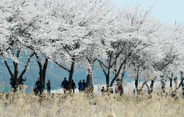 3일 강원 원주시 판부면 금대리 인근 원주천 벚꽃길에서 시민들이 산책하고 있다. 2023.4.3. 연합뉴스