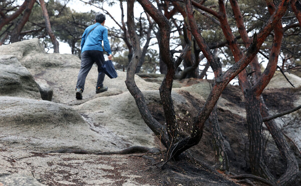 식목일인 5일 오후 서울 인왕산 정상 기차바위 인근 나무들이 지난 2일 발생한 산불로 새까맣게 타 있다. 2023.4.5. 연합뉴스