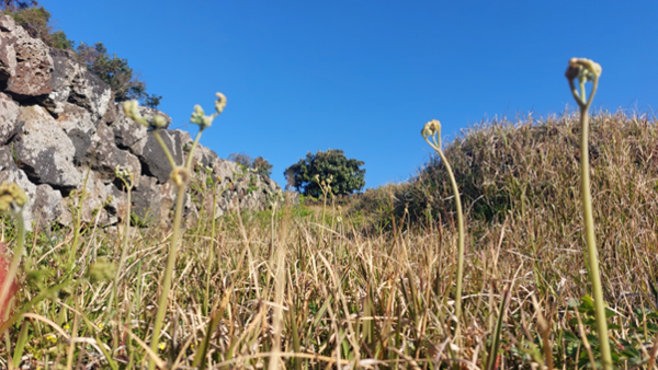 고사리는 오른쪽 두 개처럼 아기 손 모양일 때 꺾어야 맛있다. 왼쪽에 있는 것처럼 가지가 많이 벌어진 것은 질기다. © 이봉수