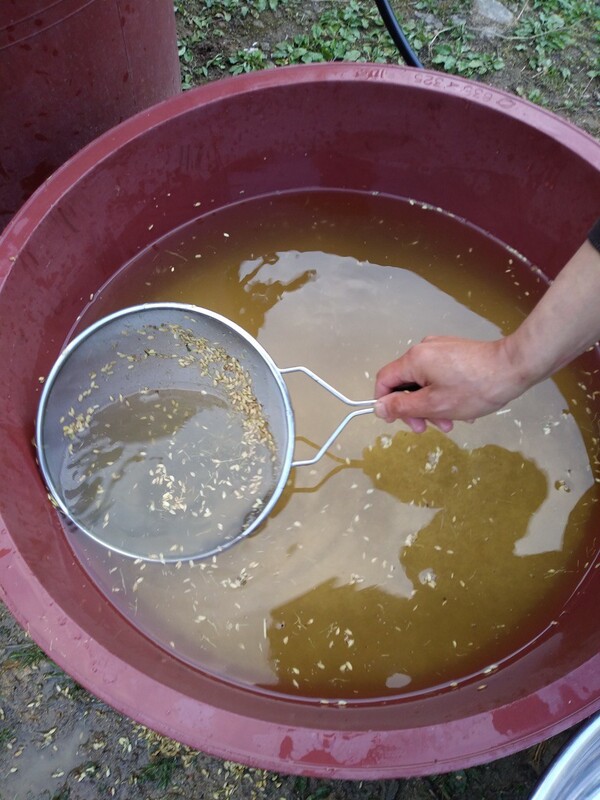 볍씨 소금물 가리기.