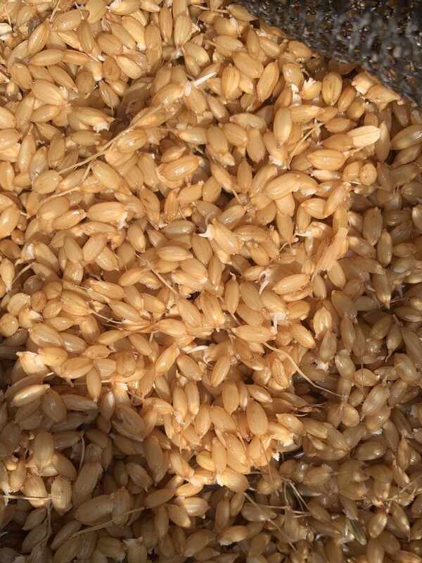 파종하기 좋을 만큼 발아한 볍씨.