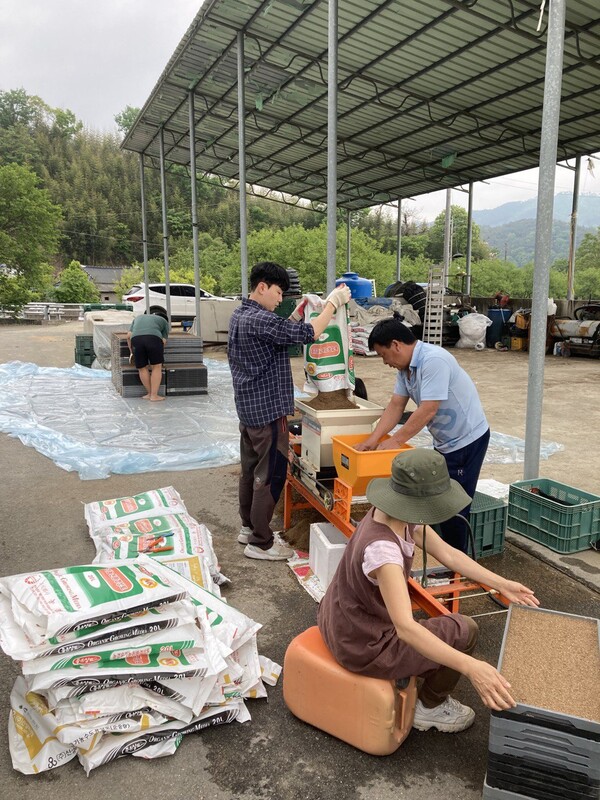 상토 깔린 모판을 파종기에 넣으면 물, 볍씨, 상토 순으로 덮이며 이동한다.