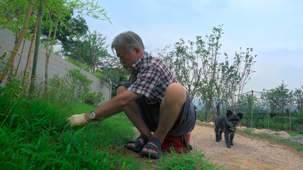 '토리'가 지켜보는 가운데 풀을 뽑고 있는 문재인 전 대통령. 사진 엠프로젝트