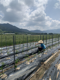 베트남 전통모자인 ‘논’을 쓴 은주 씨.