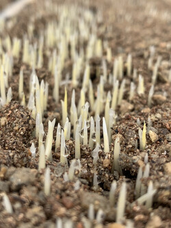 상토를 뚫고 뾰족뾰족 솟은 벼의 싹.