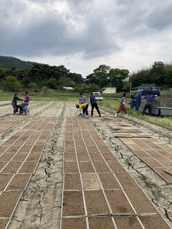모판을 못자리 두둑에 펼치고 있다.