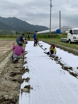 모판 위로 부직포를 덮고 흙덩이로 눌러준다.