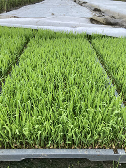 못자리에서 어린 모가 많이 자랐다.