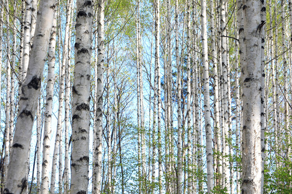 봄철 산불 조심 기간 입산을 통제한 강원 인제군 원대리 자작나무숲이 오는 5월 3일 다시 문을 여는 가운데 28일 연둣빛으로 옷을 갈아입고 관광객들의 발길을 기다리고 있다. 2023.4.28. 연합뉴스