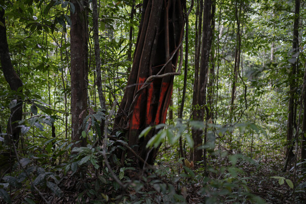 4월 17알 남미 가이아나 타사위니의 중국 금광개발지의 숲. 붉은 표지가 있는 나무가 1380헥타에 이르는 금광지구 경계 표지목이다.  2023.04.17. AP 연합뉴스