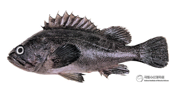 후쿠시마 원전 항만에서 잡힌 우럭에서 기준치 이상의 세슘이 검출됐다. 국립수산과학원