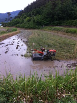 경운기로 수렁논을 갈다가 멈췄다.