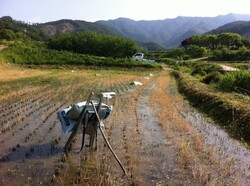 수년 전까지는 지게로 퇴비를 날랐다.