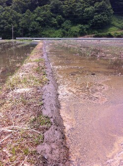 손으로 논흙을 떠서 바른 논둑
