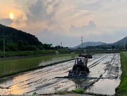 트랙터로 써레질 하기
