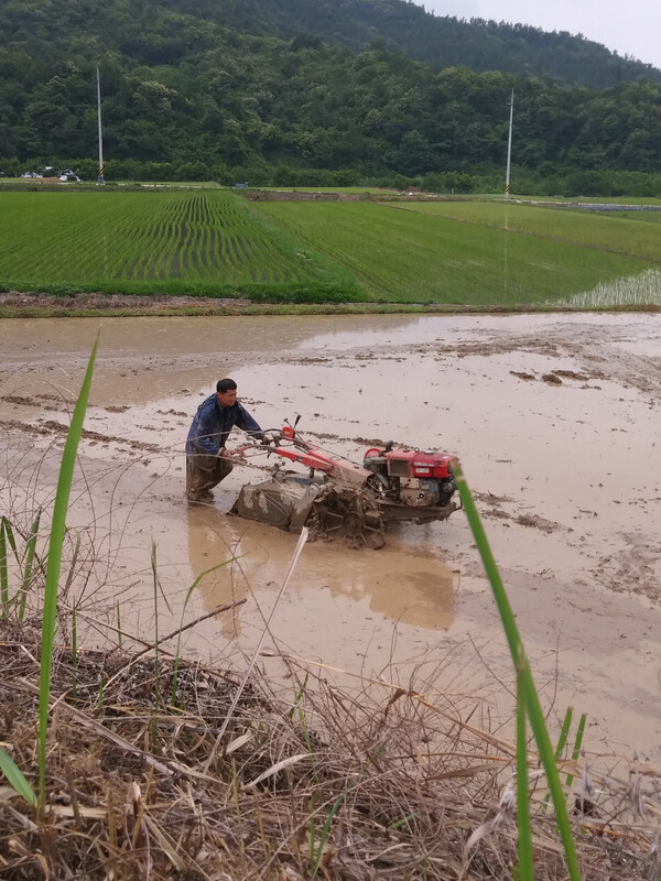 경운기로 논을 가는 옆사람