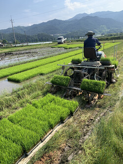 고물 이앙기 뒤에 철판을 달아 모판을 옮겼다.