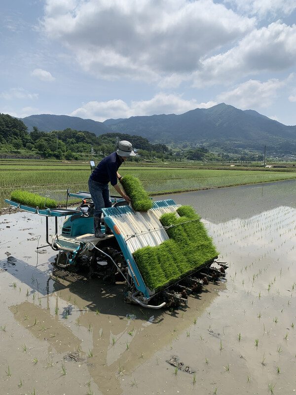 이앙기에 모판을 넣고 있다.