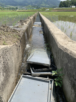 수로에서 모판 씻기