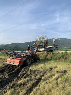 트랙터에 모판을 실어 트럭으로 옮기고 있다.