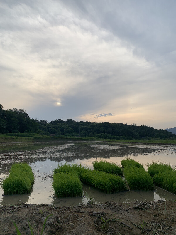 모판을 논에 내렸다. 해가 지고 있다.