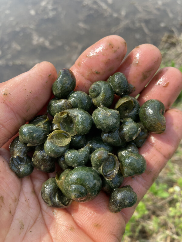 써레질 마치고 어린 우렁이를 논에 넣었다.