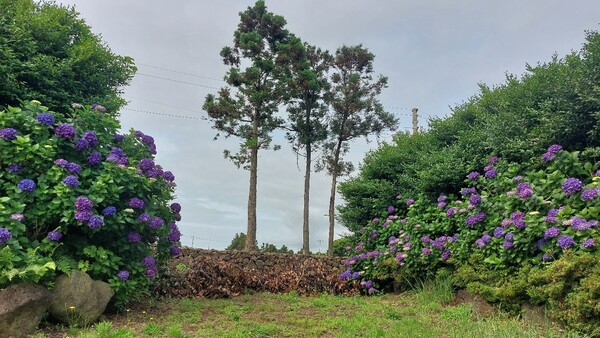 유기견들이 키아오라리조트를 가로질러 다니는 것을 막으려고 뒤쪽 출입구에 전지한 나뭇가지들을 쌓아 놓았다. © 이봉수