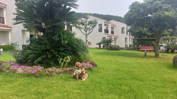 경기도 부천에서 김혜미-혜준 자매가 데려온 ‘라온’(왼쪽)과 ‘크림’이 11일 아침 드넓은 잔디밭에서 뛰놀다가 잠시 쉬고 있다. 멀리 보이는 C동 7개 객실이 반려견 동반 전용이다. © 이봉수