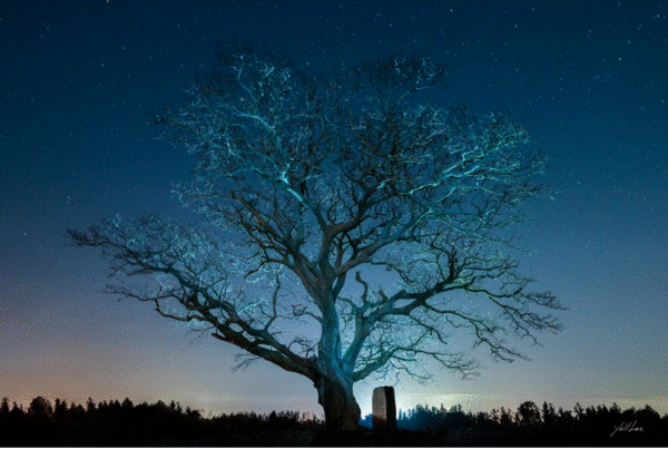 ‘애월읍 봉성리 재리왓 2021’ (이흥렬 작) ▲작가의 말 “이곳은 4•3의 와중에서 마을이 전소되어 잃어버린 북제주군 애월읍 어도2구 재리왓 마을 터이다. 주위에 작은 규모의 자연 마을인 지름기, 열류왓, 상수모를, 말밭, 고도리왓 등의 촌장들이 재리왓 팽나무 아래 모여 대소사를 의논하며 정겹게 살던 마을이었다. 그러나 4•3의 광풍은 이 마을들을 여지없이 세차게 뒤흔들어 놓았으니 1948년 11월 중순경 소개령이 내려지고 주민들이 아랫마을로 이주한 후 마을은 전소되어 잿더미가 되었고 이 와중에 5명이 희생되었다. 주민들은 봉성리 입구 신명동에 터를 잡아 살기 시작한 이후 재리왓 등으로는 전혀 돌아오지 않았으니 이곳을 지나는 길손들이여 눈을 들어 주위를 돌아보라. 저 바람에 스석대는 대숲이 있던 집터와 밭담 사이로 자그맣게 남아 있는 올래, 그리고 마을의 역사와 더불어 살아온 저 팽나무를. 서러운 이야기가 들리지 않는가.다시는 이 땅에 4•3과 같은 서러운 역사가 재발되지 않기를 간절히 기원하며 이 표석을 세운다. - 표지석 글 중에서”