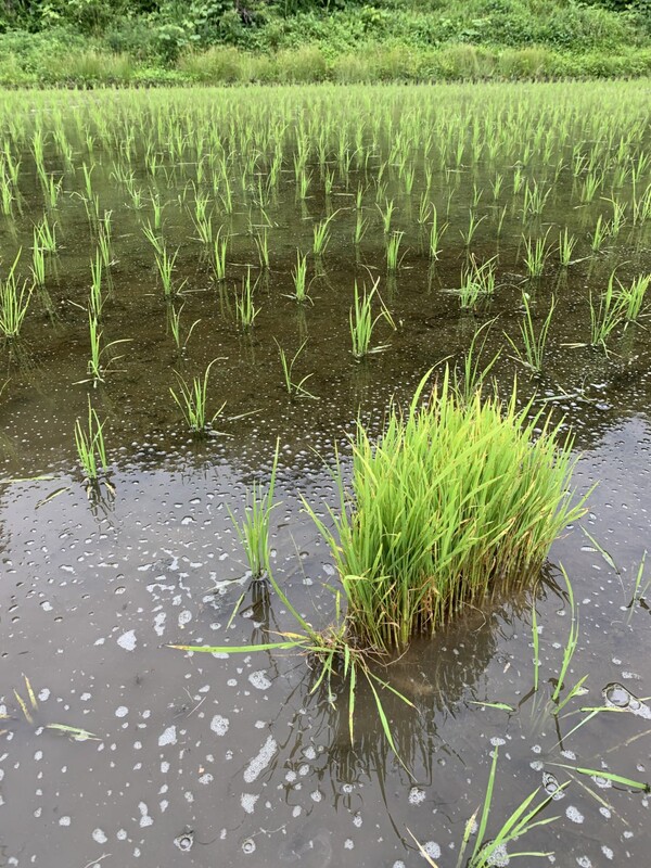 뜬모에 사용할 모 뭉치.