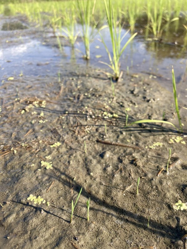 흙이 드러난 자리엔 풀이 빠르게 솟는다.