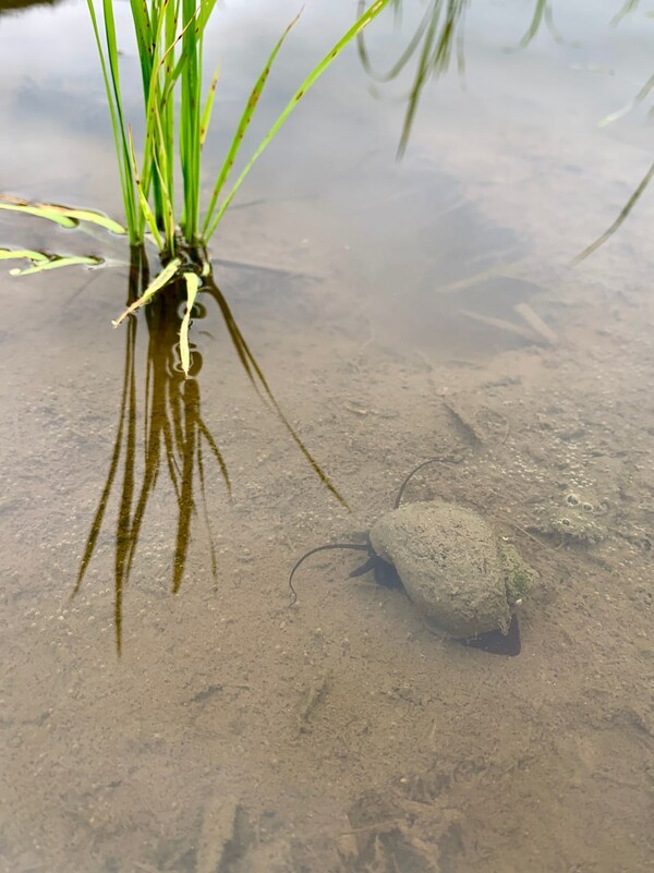 논바닥을 돌아다니며 풀을 먹는 우렁이