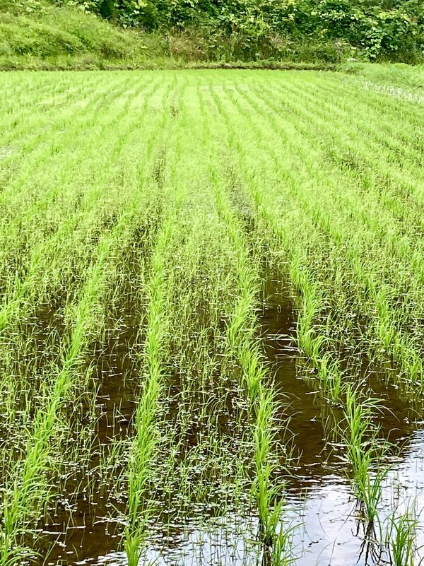 풀로 뒤덮인 작년 이맘때 논.