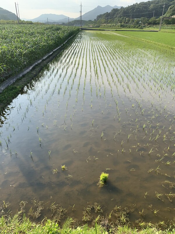 논바닥이 낮은 자리는 모가 많이 죽었다. 뜬모 하려고 모 뭉치를 갖다놓았다.