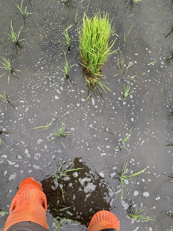 논일을 할 땐 물장화를 신는다.