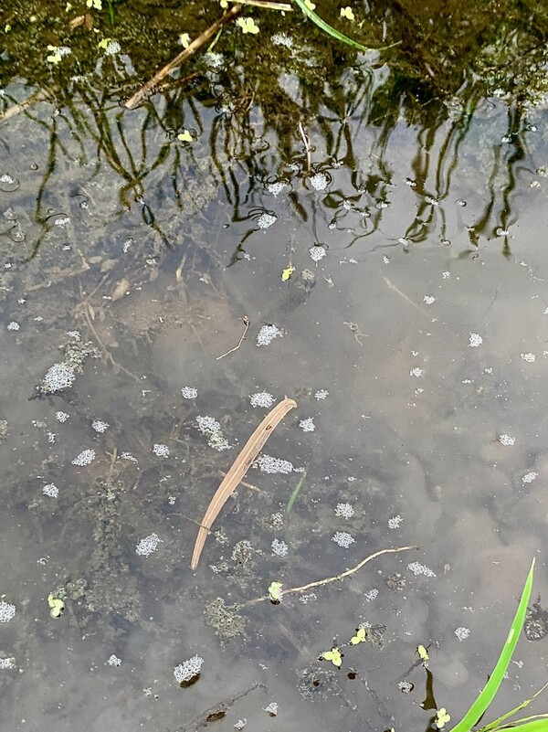 헤엄치는 거머리.